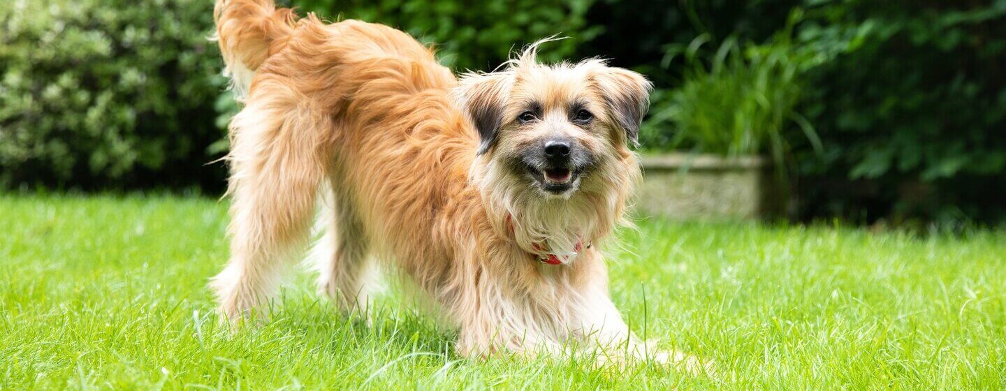ight brown longhaired dog playing on the grass with tail in the air.